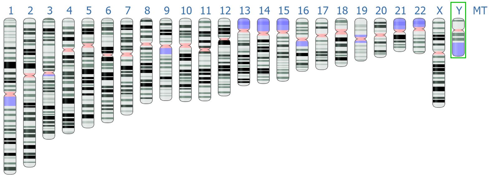 Lidské chromozomy. CC BY SA PD Mark