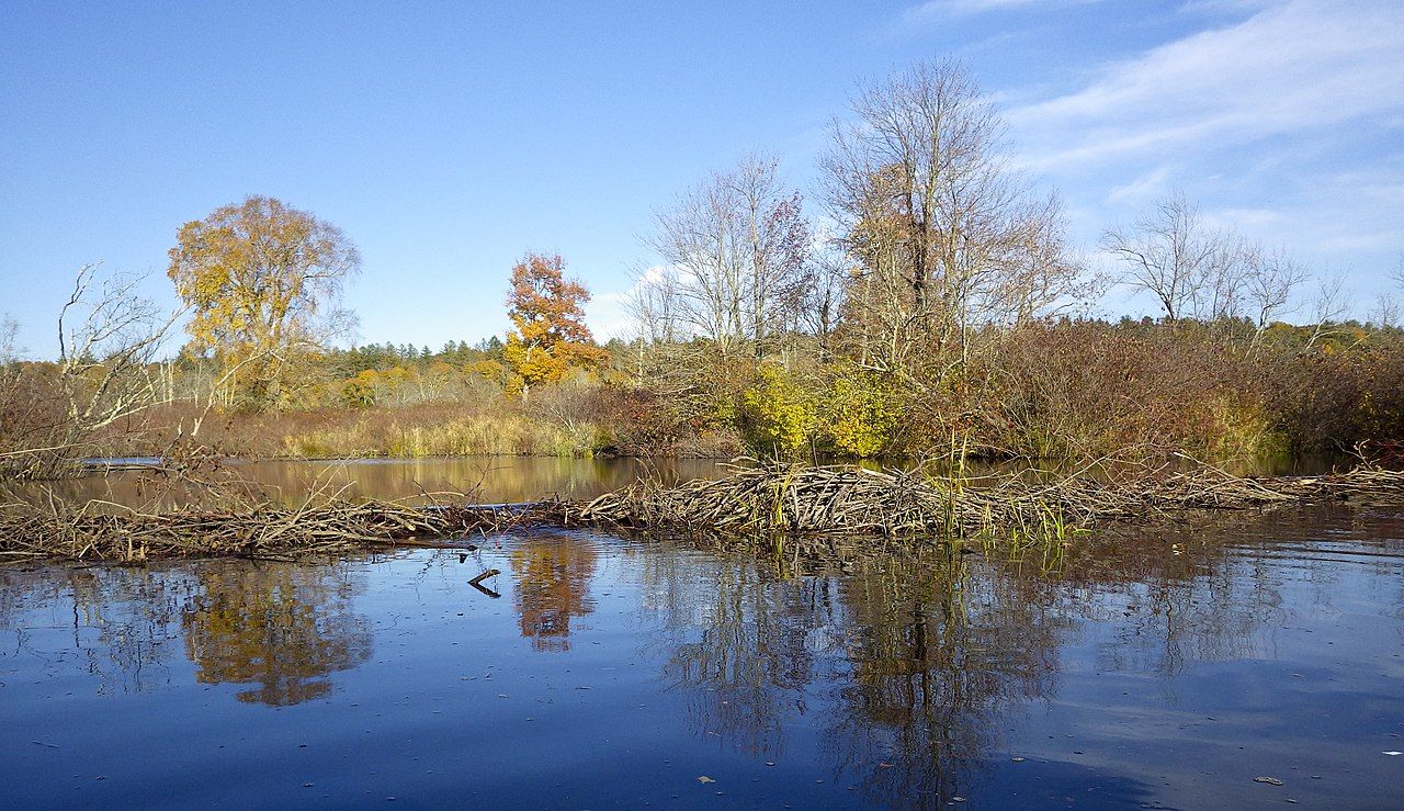 Bobří hráz na řece Bantam v americkém státě Connecticut. Versageek CC BY SA PD 4.0