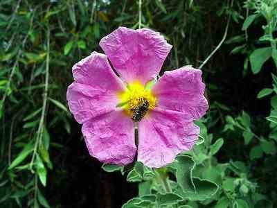 Cistus creticus. Esculapio CC BY SA 3.0