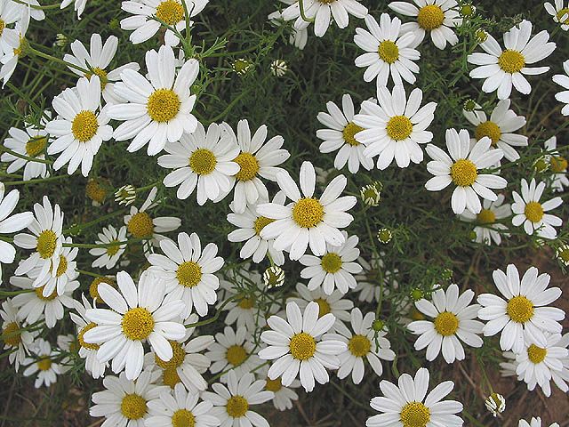 Jeden z druhů rmenu Anthemis arvensis. P.Eccles CC BY SA 2.0