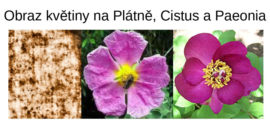Která rostlina je modelkou