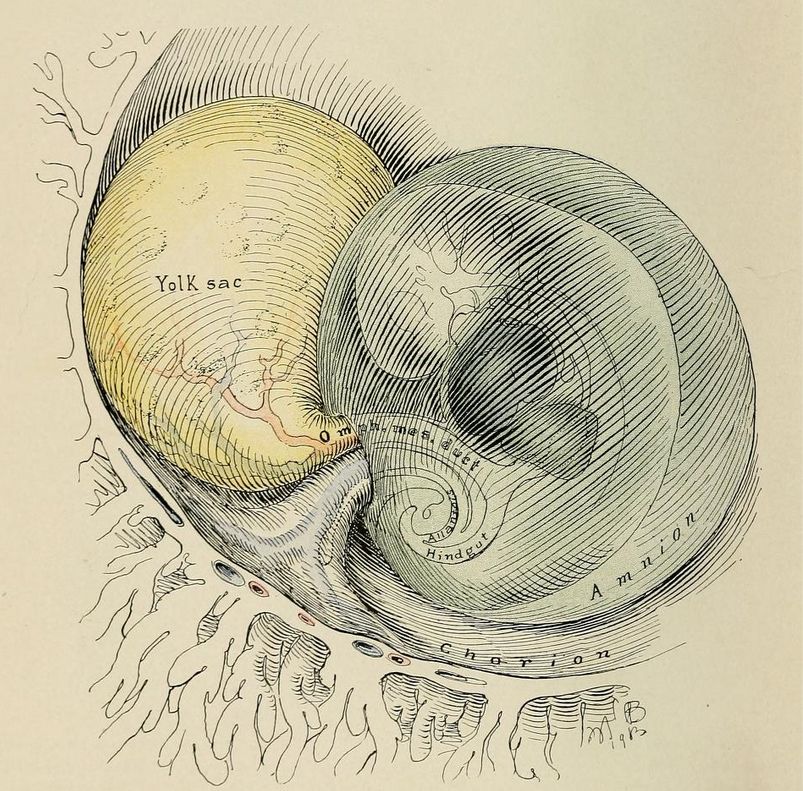 Lidské embryo 35 mm dlouhé. Cullen Thomas Stephen 1916 CC BY SA PD old