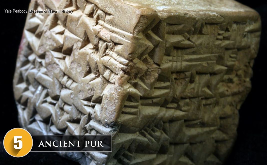 Pur kostka používaná k losování. Yale Peabody Museum of Natural History