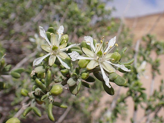 Zygophyllum dumosum. K.Ziarnek CC BY SA 4.0