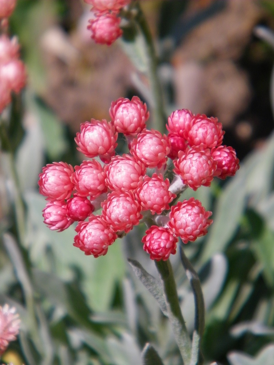 Helichrysum sanguineum, Pixabay